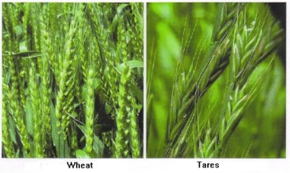 wheat-vs-tares