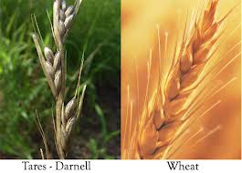 wheatdarnel
