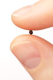 mustard seed