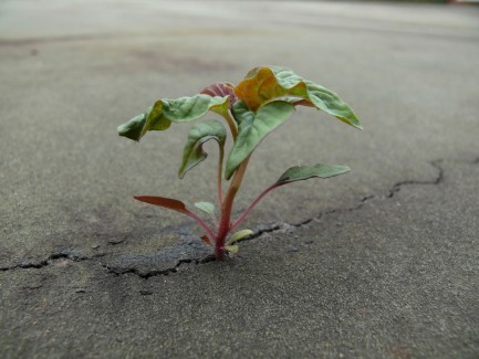 plant in concrete