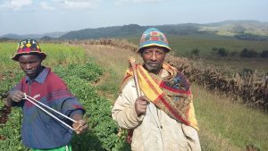 Farmers Akililu Zega and Manaya Mamo at the potato plantation. 